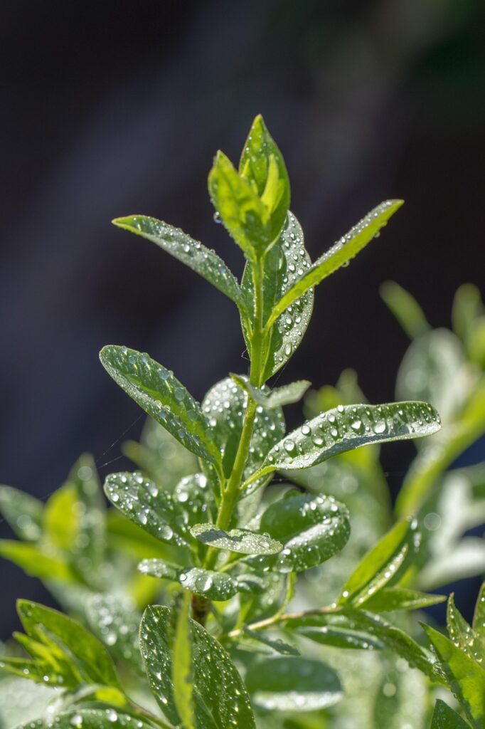 just add water, foliage, nature, vegetation, spring, garden, green